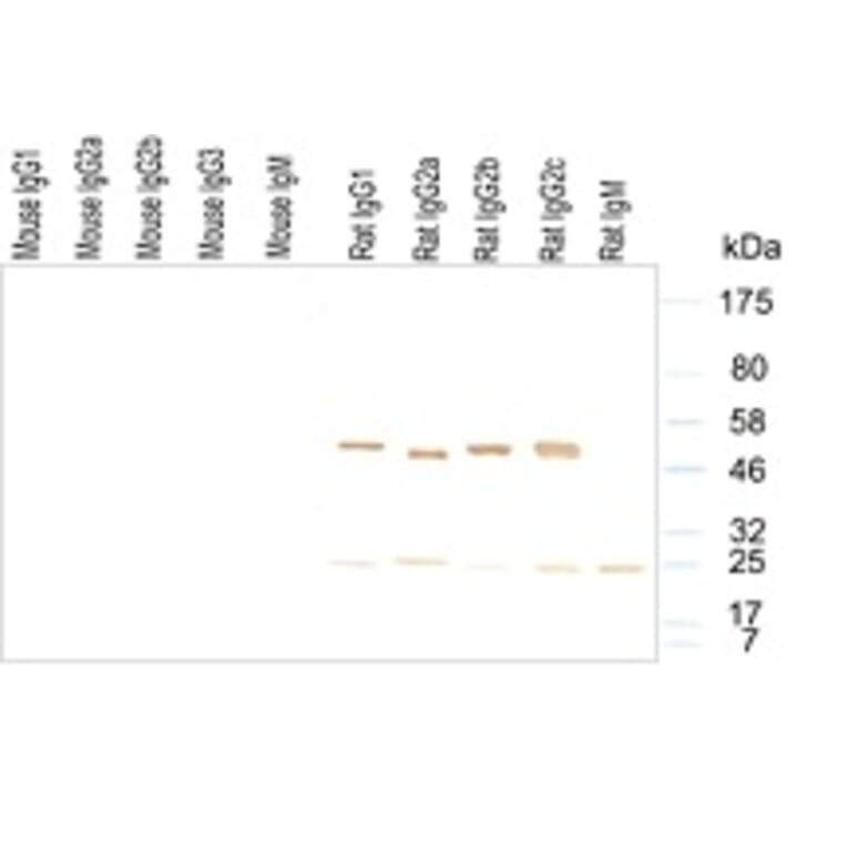 Western Blot - Anti-IgG (H&L) Antibody (HRP) (OLIGOAB02H) - Antibodies.com