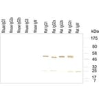 Western Blot - Anti-IgG (H&L) Antibody (HRP) (OLIGOAB02H) - Antibodies.com