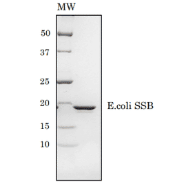 SDS-PAGE of E.coli SSB protein.