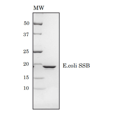 SDS-PAGE of E.coli SSB protein.