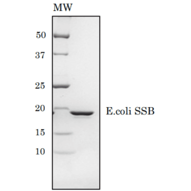 SDS-PAGE of E.coli SSB protein.
