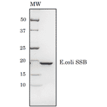 SDS-PAGE of E.coli SSB protein.