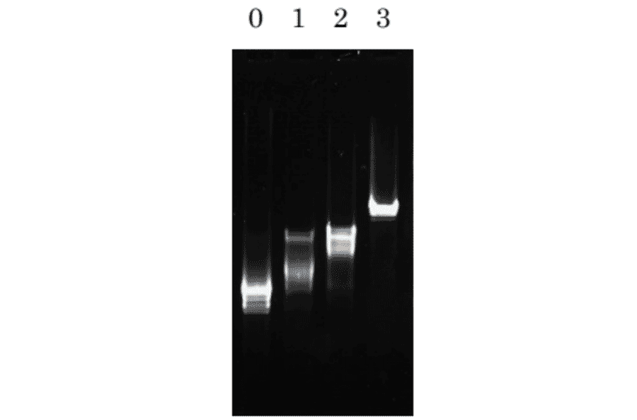 Binding activity to single-stranded DNA.