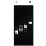 Binding activity to single-stranded DNA.