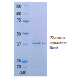 SDS-PAGE Analysis of Thermus aquaticus RecA protein.