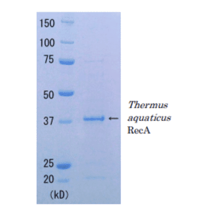 SDS-PAGE Analysis of Thermus aquaticus RecA protein.