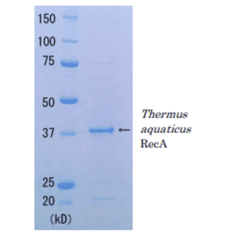 SDS-PAGE Analysis of Thermus aquaticus RecA protein.