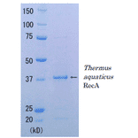 SDS-PAGE Analysis of Thermus aquaticus RecA protein.