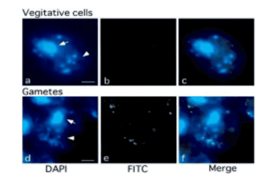 Methylation of chloroplast DNA visualized by immunochemistry 