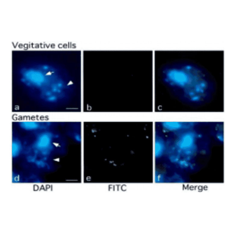 Methylation of chloroplast DNA visualized by immunochemistry 