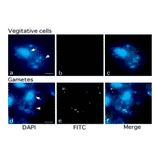 Methylation of chloroplast DNA visualized by immunochemistry 