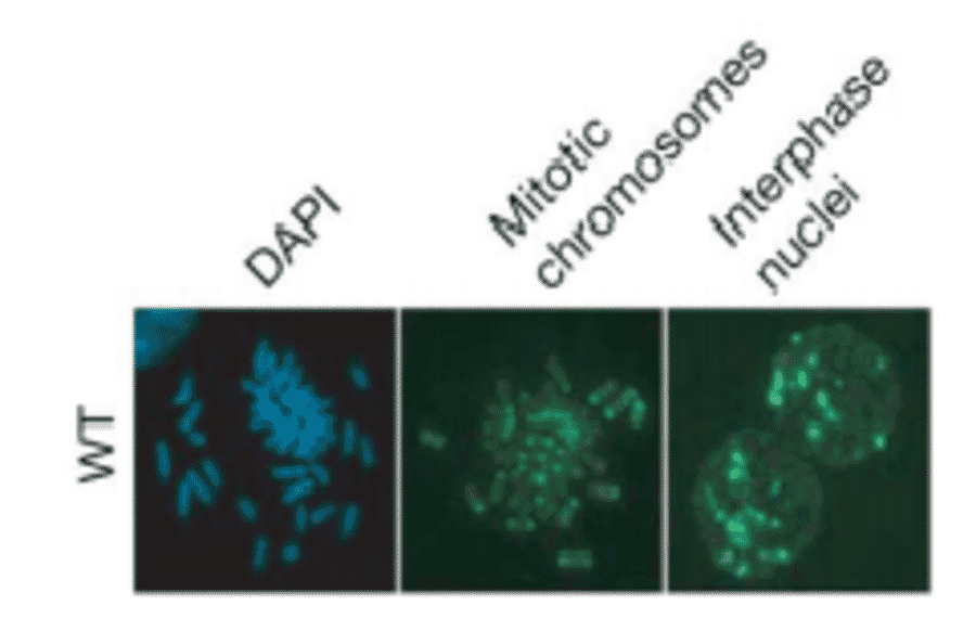 Detection of DNA methylation in mouse embryonic stem cells by immunofluorescence staining with the anti-5MeC antibody 