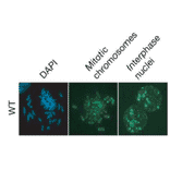 Detection of DNA methylation in mouse embryonic stem cells by immunofluorescence staining with the anti-5MeC antibody 