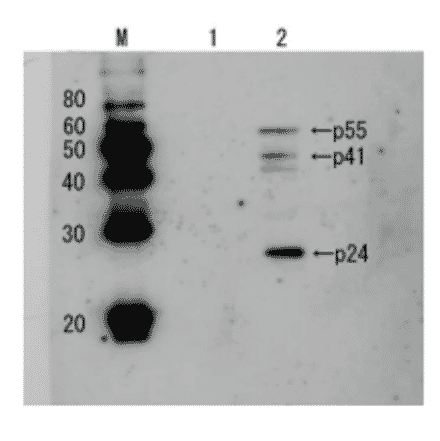 Detection of HIV-1 p24 and precursor proteins p55 and p41 by Western blotting using the anti p24 antibody (unconjugated)). 