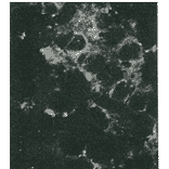 Detection of HCV core protein by immunofluorescence antibody staining. Chimp liver cells were infected with recombinant vaccinia virus containing a HCV genome cDNA. After incubation for 48 hr, the cells were fixed with acetone and HCV core protein was detected by indirect immunofluorescence staining using this antibody. 
