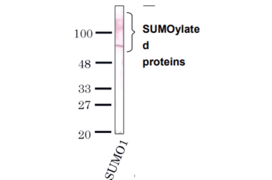 Detection of SUMO-1 by Western blotting with the antibody 4D12.