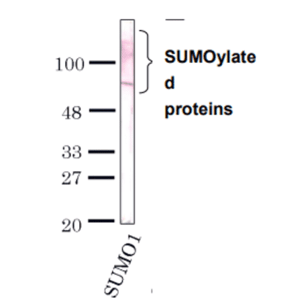 Detection of SUMO-1 by Western blotting with the antibody 4D12.