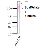 Detection of SUMO-1 by Western blotting with the antibody 4D12.