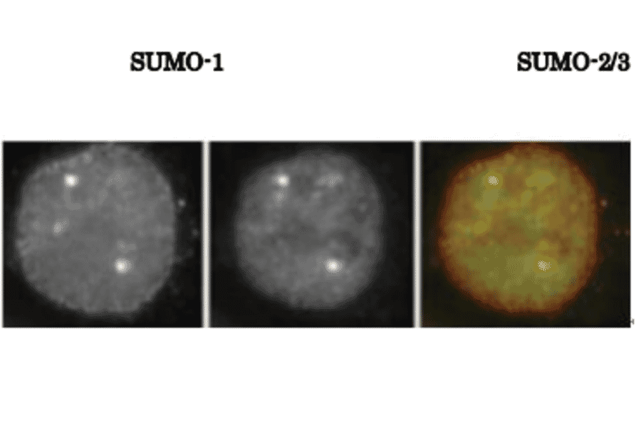 SUMO1 colocalizes with SUMO-2/3 as revealed by indirect immunofluorescence staing of C-33A cells (human cervix carcinoma). 