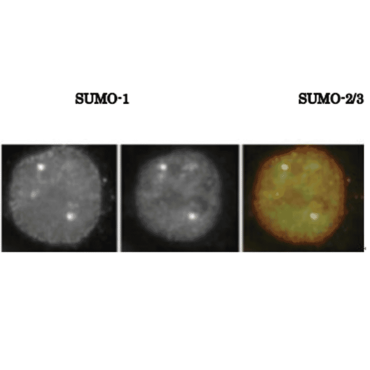 SUMO1 colocalizes with SUMO-2/3 as revealed by indirect immunofluorescence staing of C-33A cells (human cervix carcinoma). 