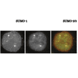 SUMO1 colocalizes with SUMO-2/3 as revealed by indirect immunofluorescence staing of C-33A cells (human cervix carcinoma). 