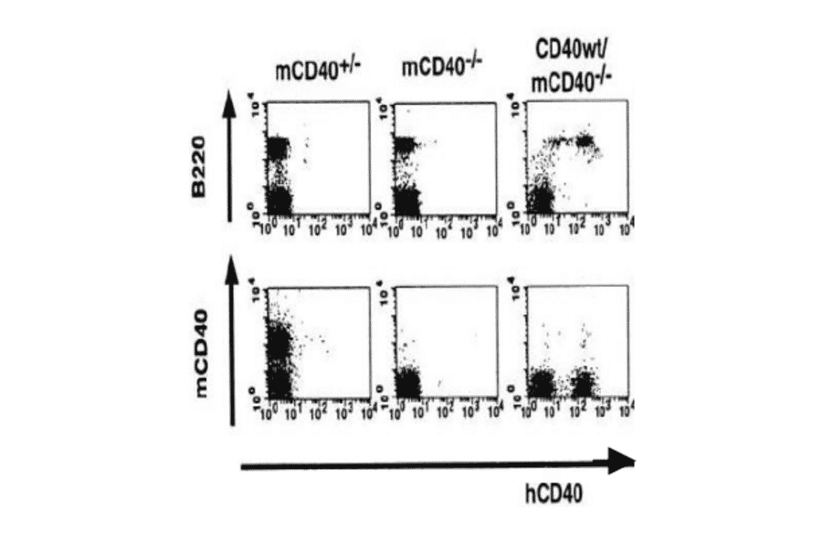 Flow-cytometry analysis of human CD40 expression in transgenic mouse.