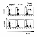 Flow-cytometry analysis of human CD40 expression in transgenic mouse.