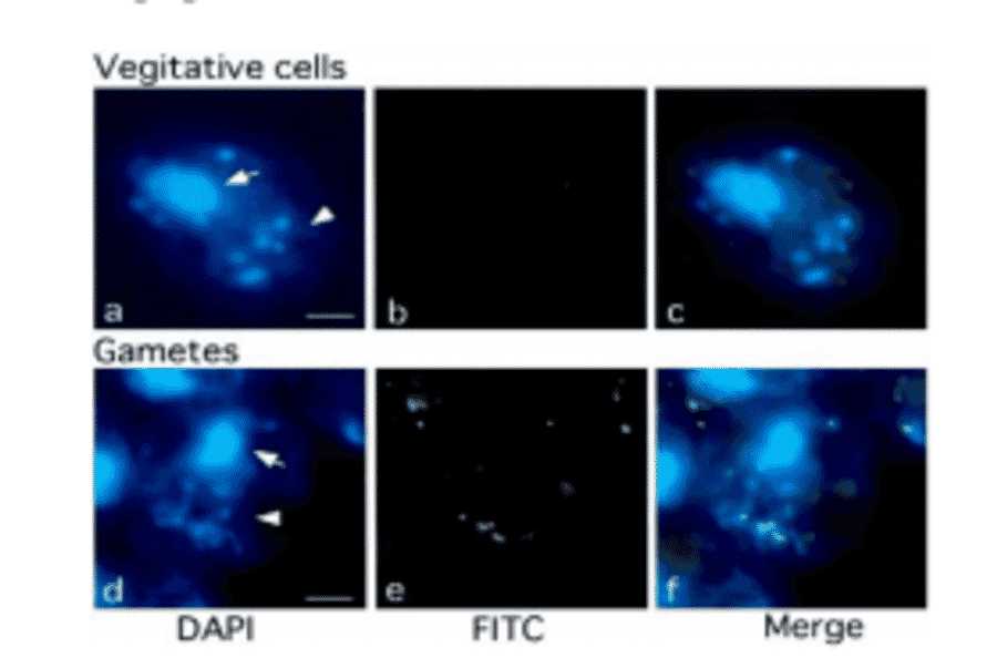 Fig.1 Methylation of chloroplast DNA visualized by immunochemistry