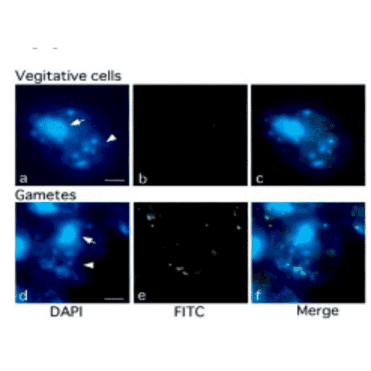 Fig.1 Methylation of chloroplast DNA visualized by immunochemistry