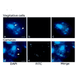 Fig.1 Methylation of chloroplast DNA visualized by immunochemistry