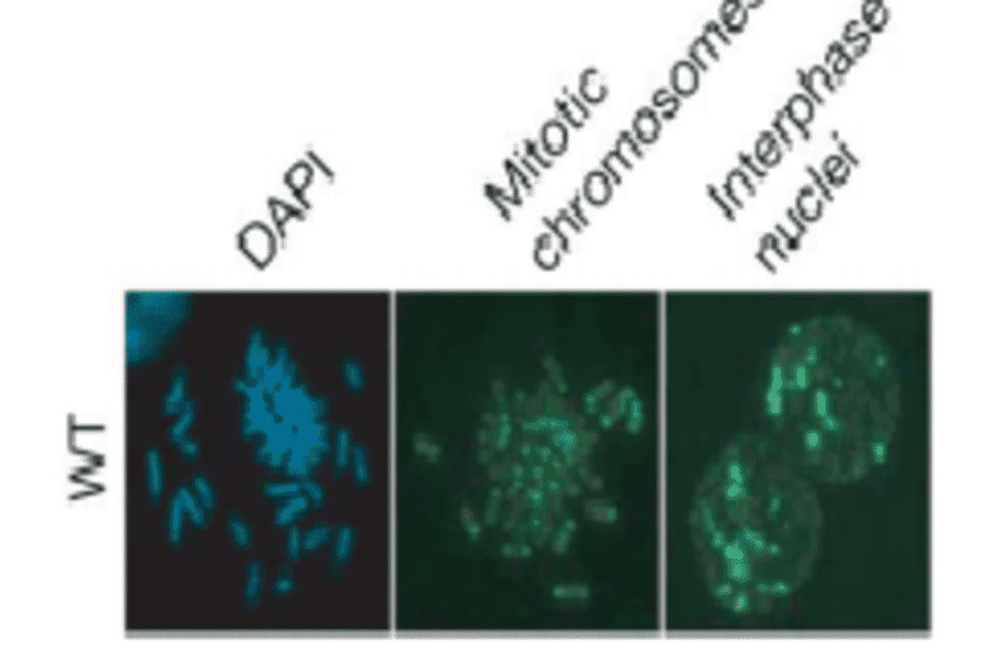 Fig.2 Detection of DNA methylation in mouse embryonic stem cells by immunofluorescence staining with the anti-5MeC antibody 