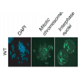 Fig.2 Detection of DNA methylation in mouse embryonic stem cells by immunofluorescence staining with the anti-5MeC antibody 