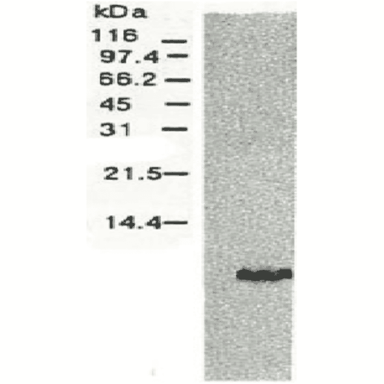 Western blotting of HCV NS4a protein. 