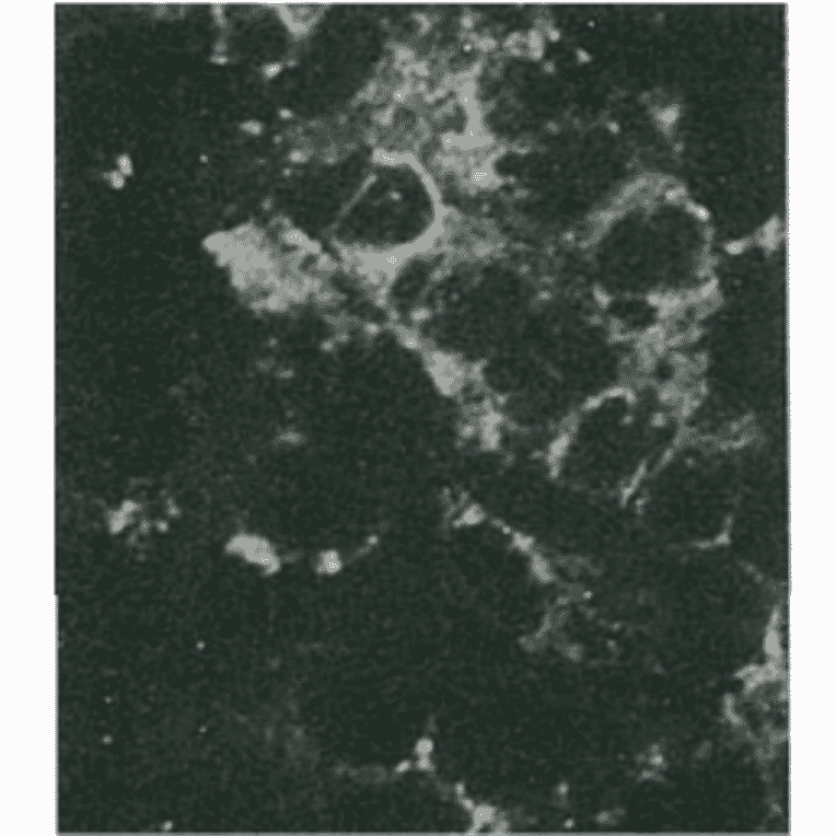 Detection of HCV NS4a protein by immunofluorescence antibody staining. 