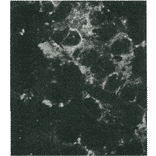 Detection of HCV NS4a protein by immunofluorescence antibody staining. 