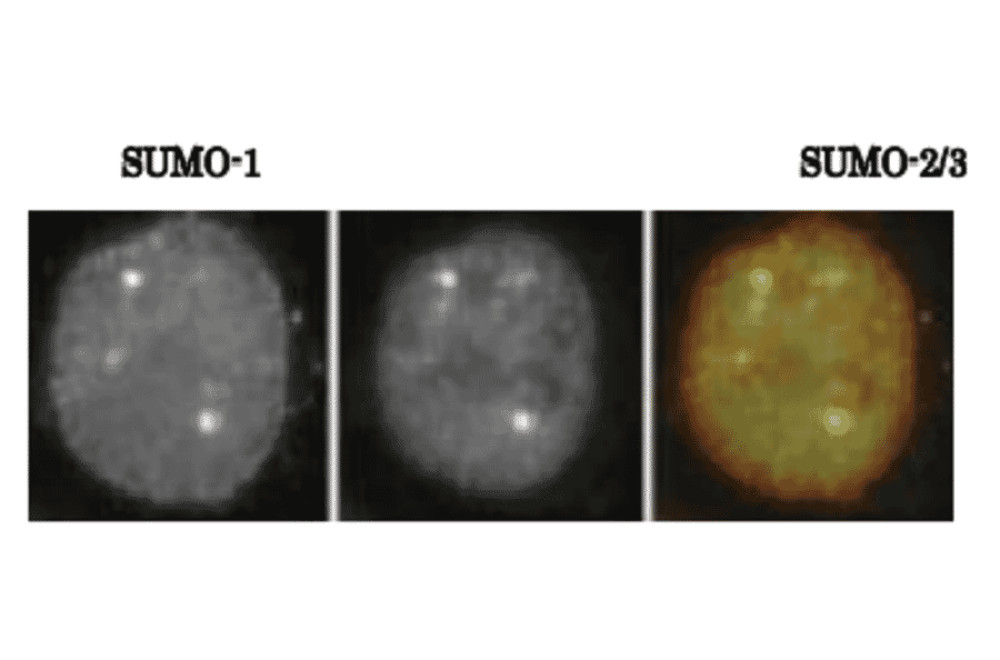 SUMO-1 colocalizes with SUMO-2/3 asrevealed by indirect immunofluorescence staing of C-33A cells (human cervix carcinoma). 