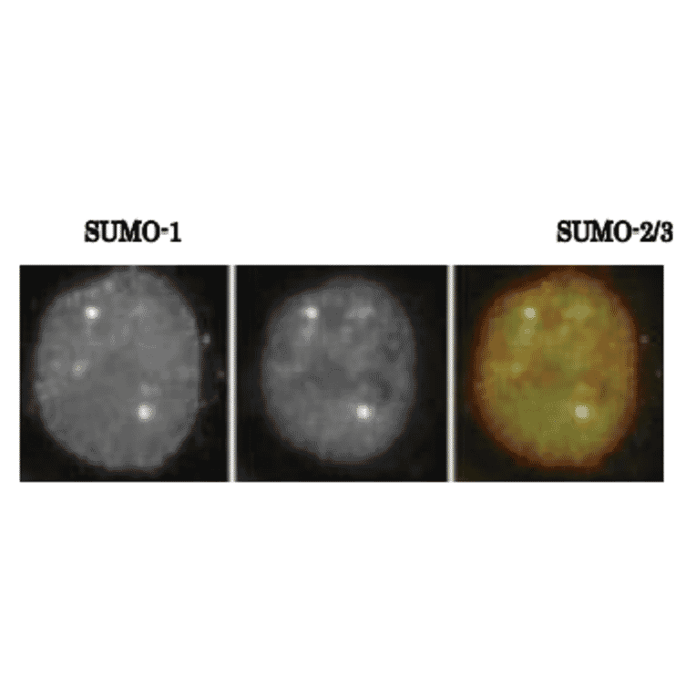 SUMO-1 colocalizes with SUMO-2/3 asrevealed by indirect immunofluorescence staing of C-33A cells (human cervix carcinoma). 