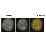 SUMO-1 colocalizes with SUMO-2/3 asrevealed by indirect immunofluorescence staing of C-33A cells (human cervix carcinoma). 