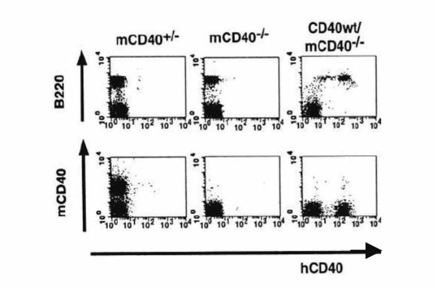 Flow-cytometry analysis of human CD40 expression in transgenic mouse