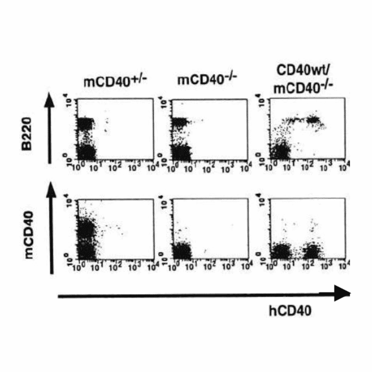 Flow-cytometry analysis of human CD40 expression in transgenic mouse