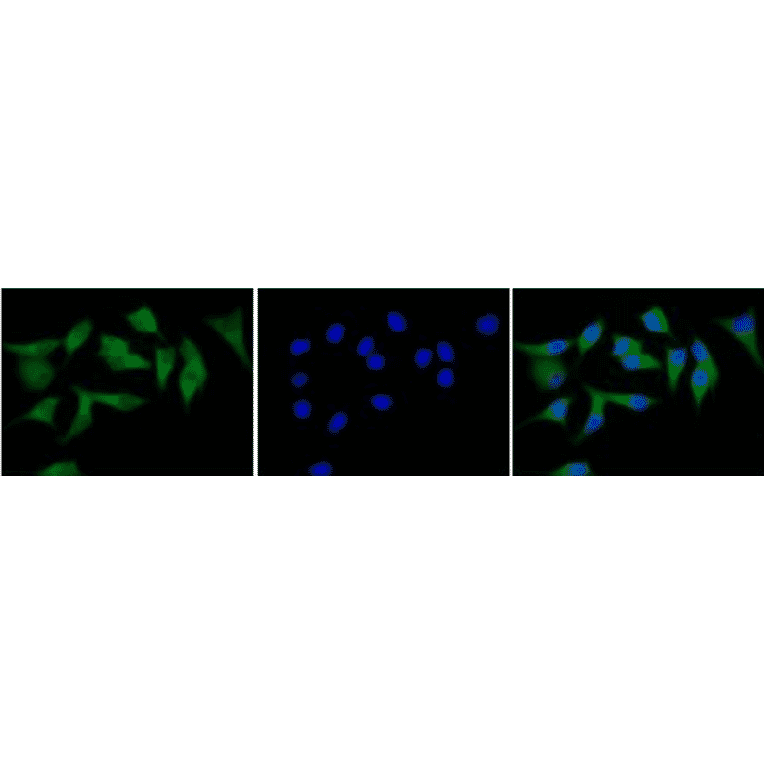 Immunofluorescence staining of CD40 in MCF7 cells with FITC-conjugated anti-CD40 antibody.