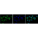 Immunofluorescence staining of CD40 in MCF7 cells with FITC-conjugated anti-CD40 antibody.