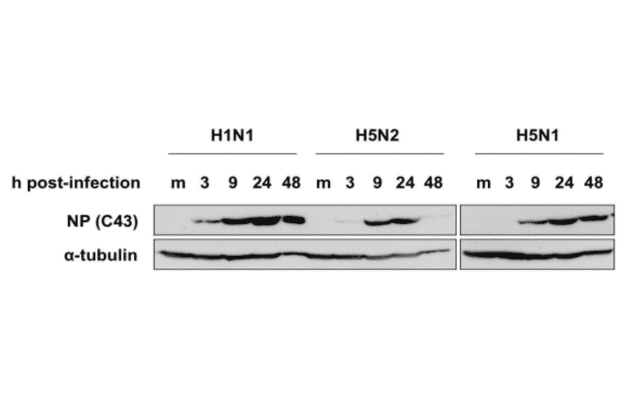 Western blotting of MDCK cells infected with H1N1 (A/PuertoRico/8/34), H5N1 (A/duck/HK/342/78), or H5N2 (A/crow/Kyoto/53/04) using C43 antibody. Samples were collected at 3, 9, 24, and 48 hours post-infection. C43 detected NP after 3 hours post-infection and detected three different types of influenza viruses.