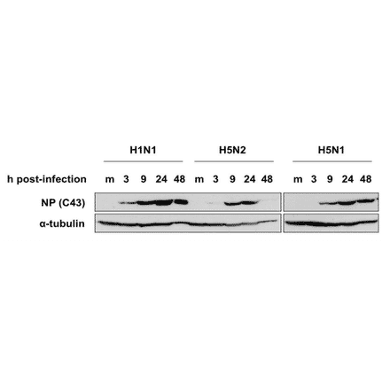 Western blotting of MDCK cells infected with H1N1 (A/PuertoRico/8/34), H5N1 (A/duck/HK/342/78), or H5N2 (A/crow/Kyoto/53/04) using C43 antibody. Samples were collected at 3, 9, 24, and 48 hours post-infection. C43 detected NP after 3 hours post-infection and detected three different types of influenza viruses.