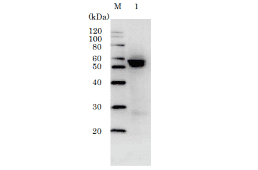 Western blotting of MDCK cells infected with H1N1 (A/PuertoRico/8/34) using HRP-conjugated C43 antibody. Proteins in the infected cell lysate was separated by 15% SDS-PAGE and blotted to PVDF membrane. The membrane was reacted with C43 monoclonal antibody conjugated with HRP at 1/1,000 dilution and visualized by Chemi-Luminescence.