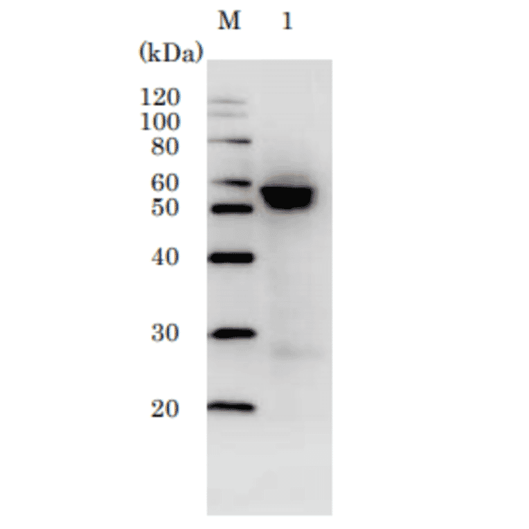 Western blotting of MDCK cells infected with H1N1 (A/PuertoRico/8/34) using HRP-conjugated C43 antibody. Proteins in the infected cell lysate was separated by 15% SDS-PAGE and blotted to PVDF membrane. The membrane was reacted with C43 monoclonal antibody conjugated with HRP at 1/1,000 dilution and visualized by Chemi-Luminescence.