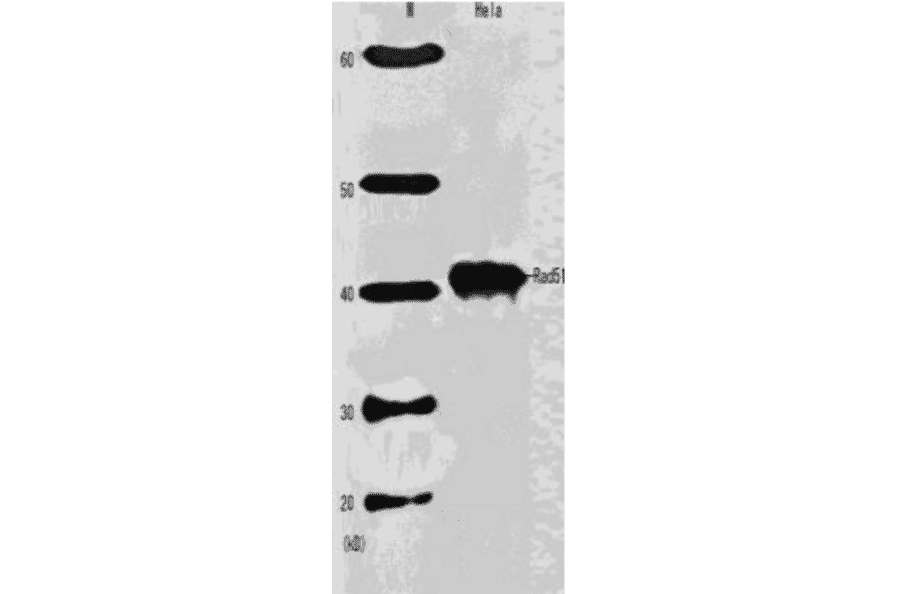 Western blot analysis of Rad51 in HeLa cell extract with Anti-Rad51 Antibody.