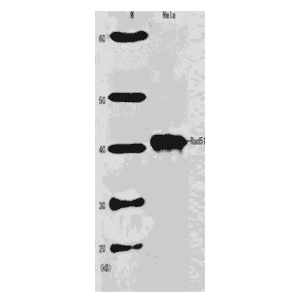 Western blot analysis of Rad51 in HeLa cell extract with Anti-Rad51 Antibody.