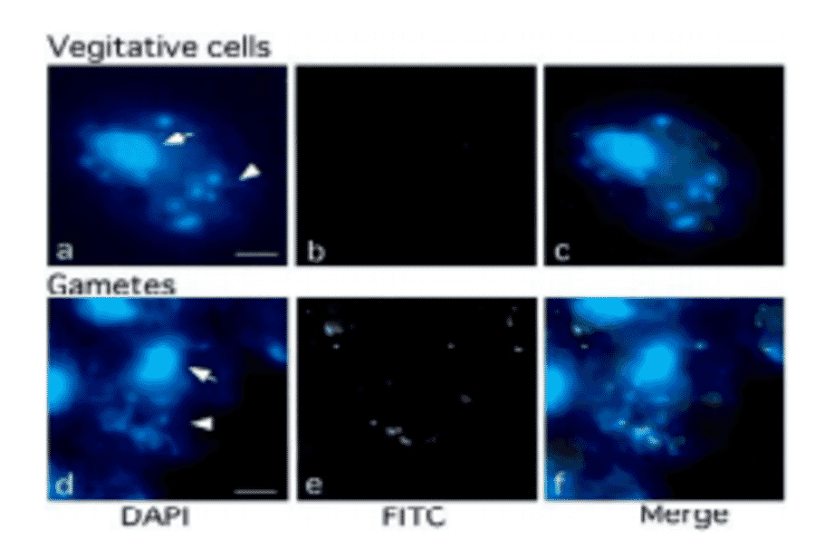 Methylation of chloroplast DNA visualized by immunochemistry 