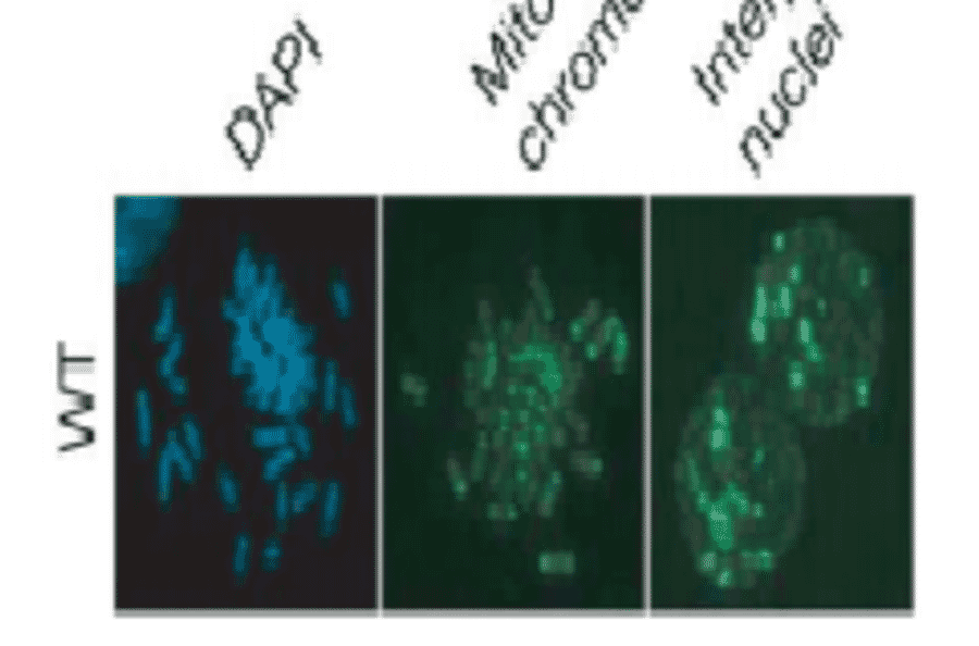 Detection of DNA methylation in mouse embryonic stem cells by immunofluorescence staining with the anti-5MeC antibody 